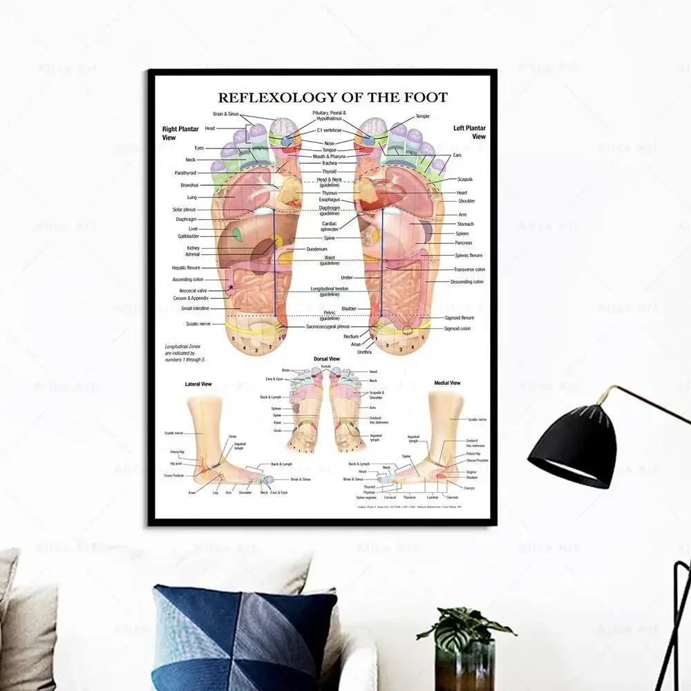 affiche anatomique réflexologie pieds illustration organes internes couleur didactique maison salon chambre