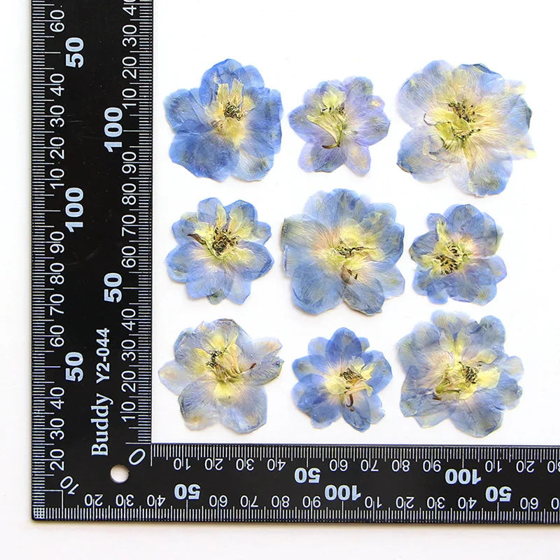 fleurs séchées bleu blanc jaune naturelles petals décor intérieur anniversaire cadeau art artisanal