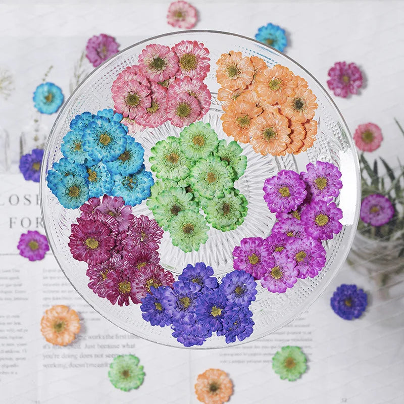 fleurs séchées naturelles pétales couleurs multiples décoration maison anniversaire baby shower