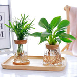 vase verre transparent plante aquatique moderne décoration intérieure nordiqueIKEbana esthétique