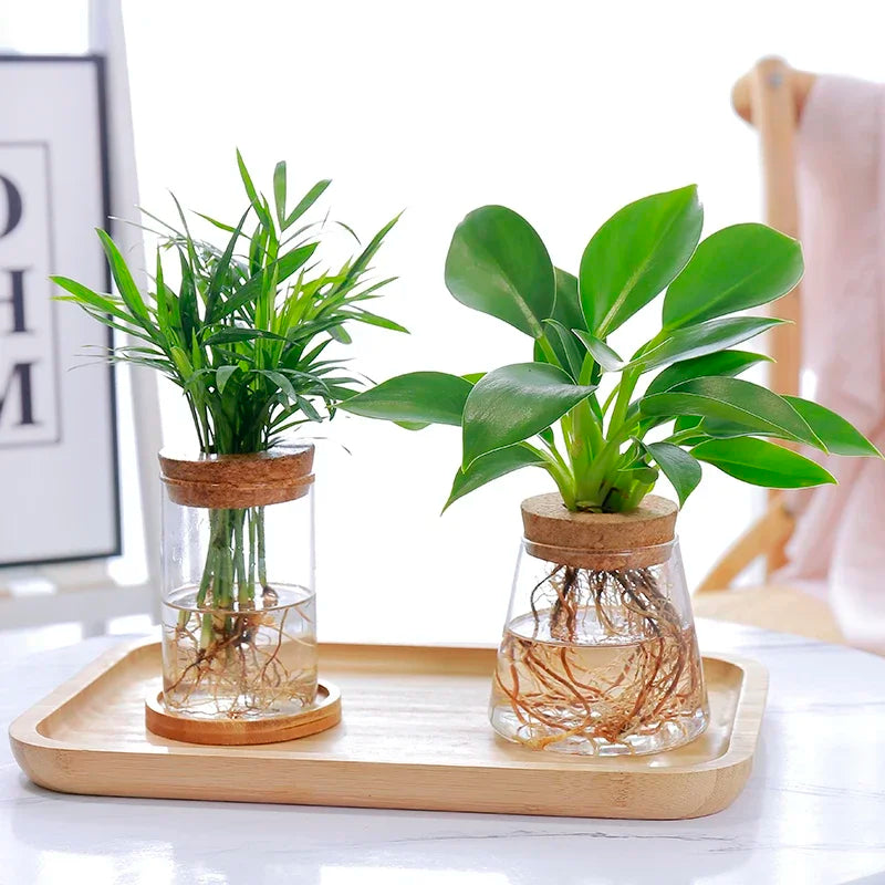 vase verre transparent plante aquatique moderne décoration intérieure nordiqueIKEbana esthétique