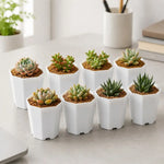 pots plante blancs hexagonaux modernes succulentes décoration table 6pcs 12pcs 24pcs