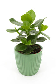 plantes d'intérieur verte pot strié feuilles rondes décoration minimaliste naturelle élégante