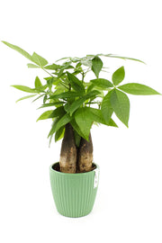 Cache-pot plante intérieur Pachira aquatique avec trous de drainage et engrais naturel - Ombre Interieur