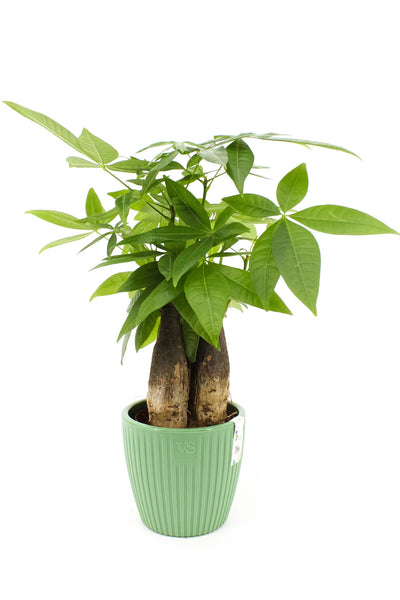 Cache-pot plante intérieur Pachira aquatique vert dans un salon moderne