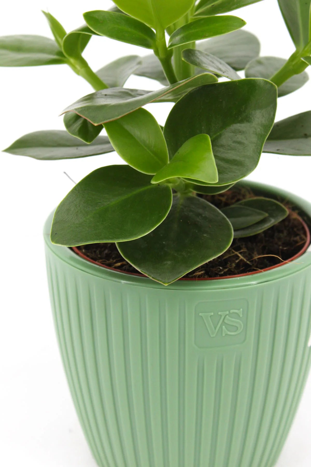 Cache-pot gris avec plantes vivantes pour ambiance naturelle