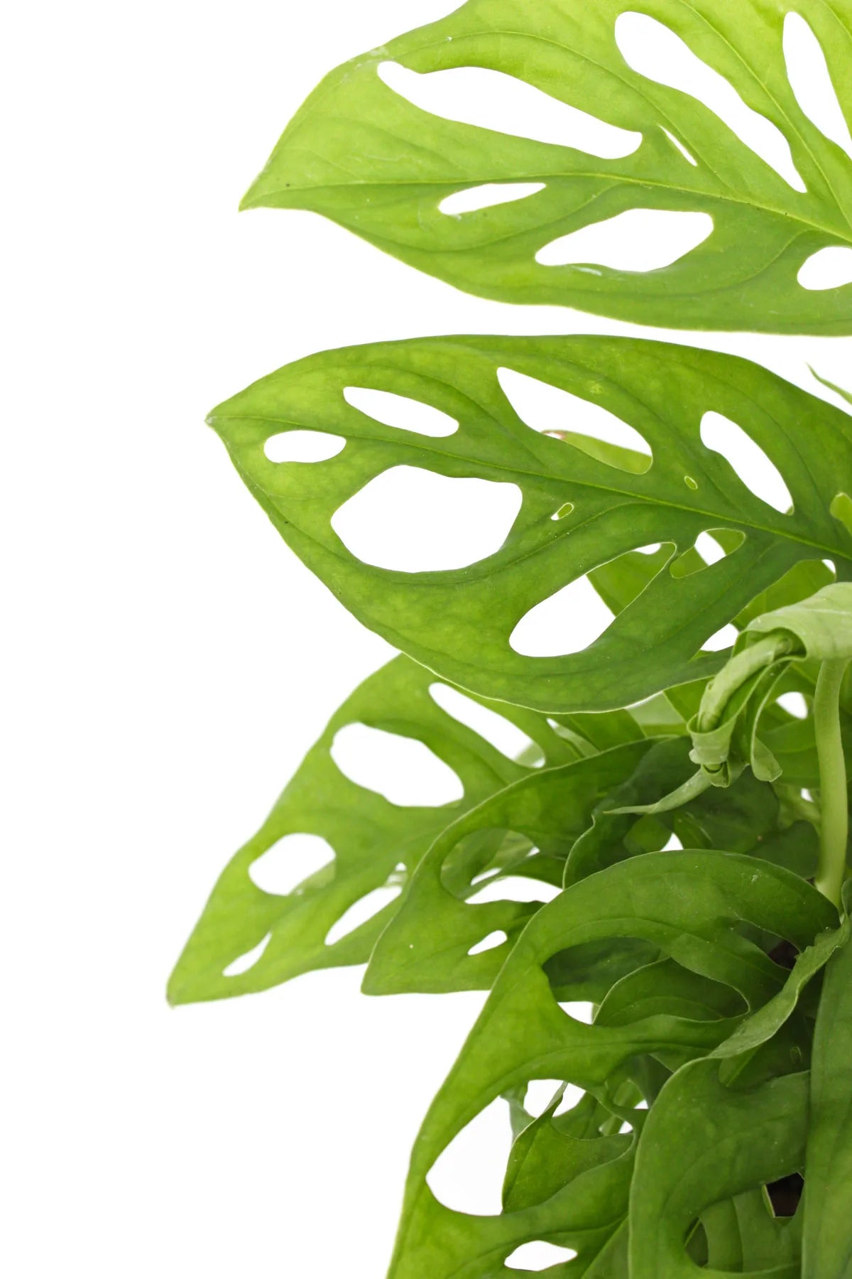 Cache-pot Monstera transparent montrant le système de drainage
