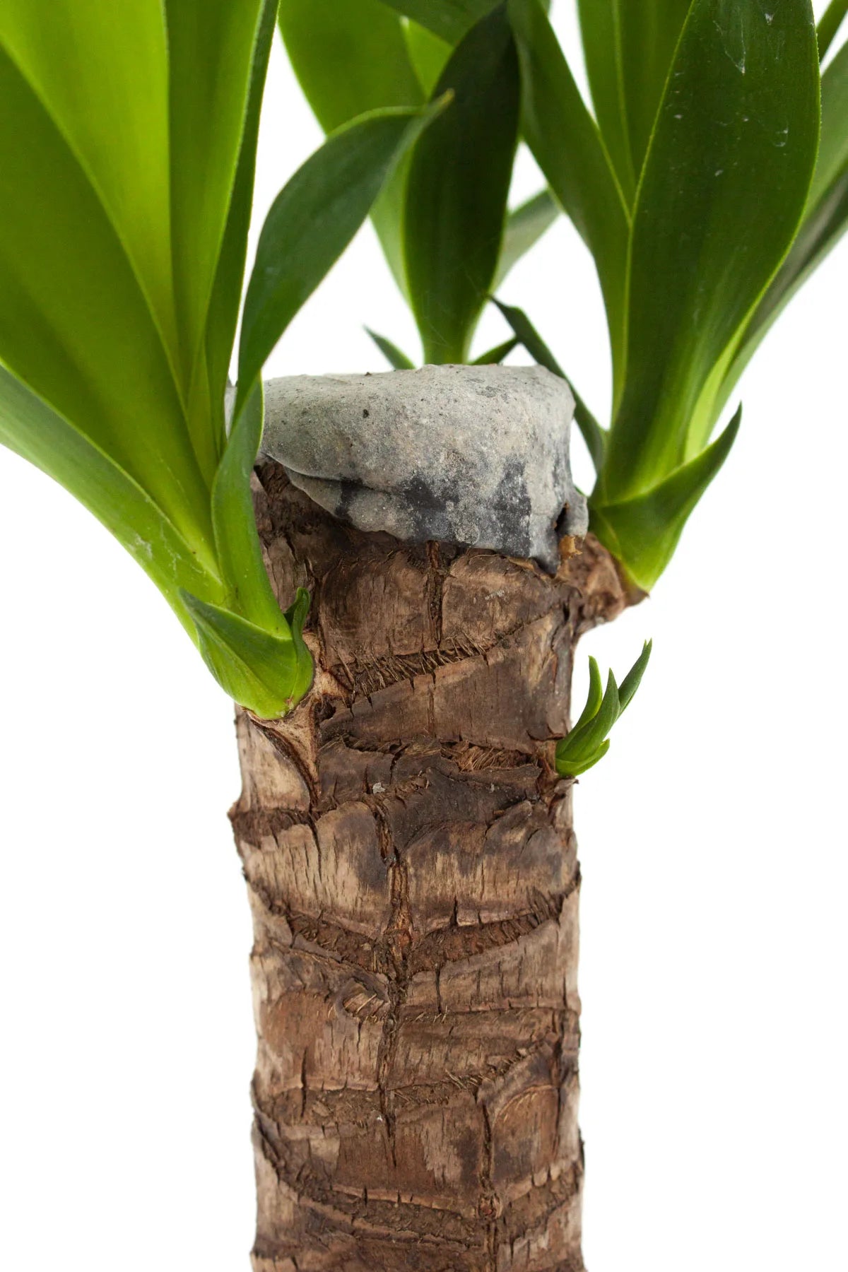 Détail des feuilles de yucca dans le cache-pot décoratif