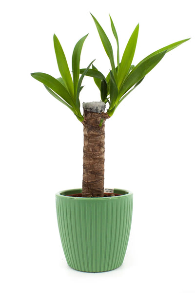 Cache-pot yucca plante d'intérieur avec trous de drainage - Décoration salon Ombre Interieur
