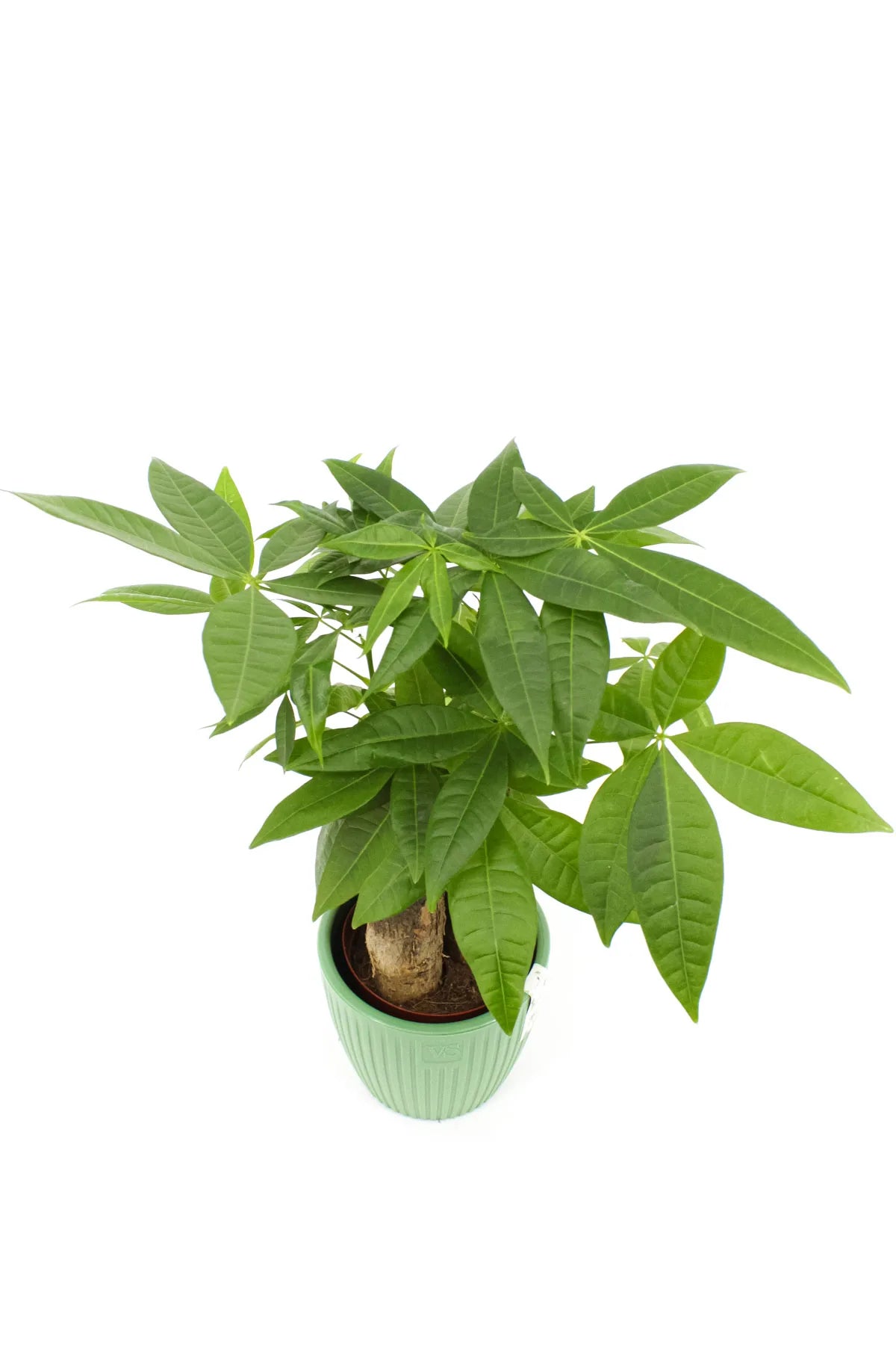 Cache-pot Pachira aquatique avec trous de drainage visibles