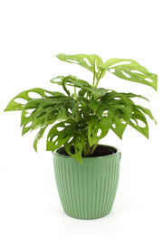 cache pot tropical moderne drainage feuilles vert striéintérieur plante verte naturelle decoration