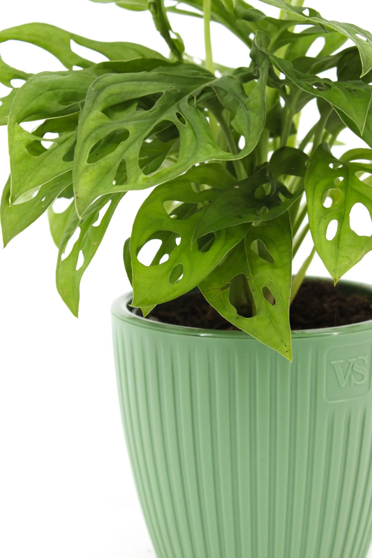 Cache-pot Monstera jaune suspendu dans un salon moderne