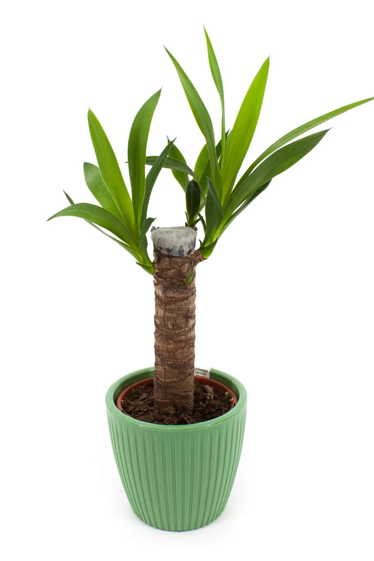 Yucca en pot décoratif de 40cm de hauteur - Plante d'intérieur feuillage