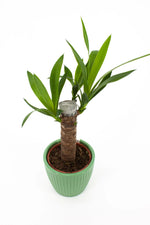 Cache-pot yucca vue de près montrant les trous de drainage fonctionnels