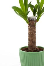 Plante yucca dans son cache-pot placée près d'une fenêtre lumineuse