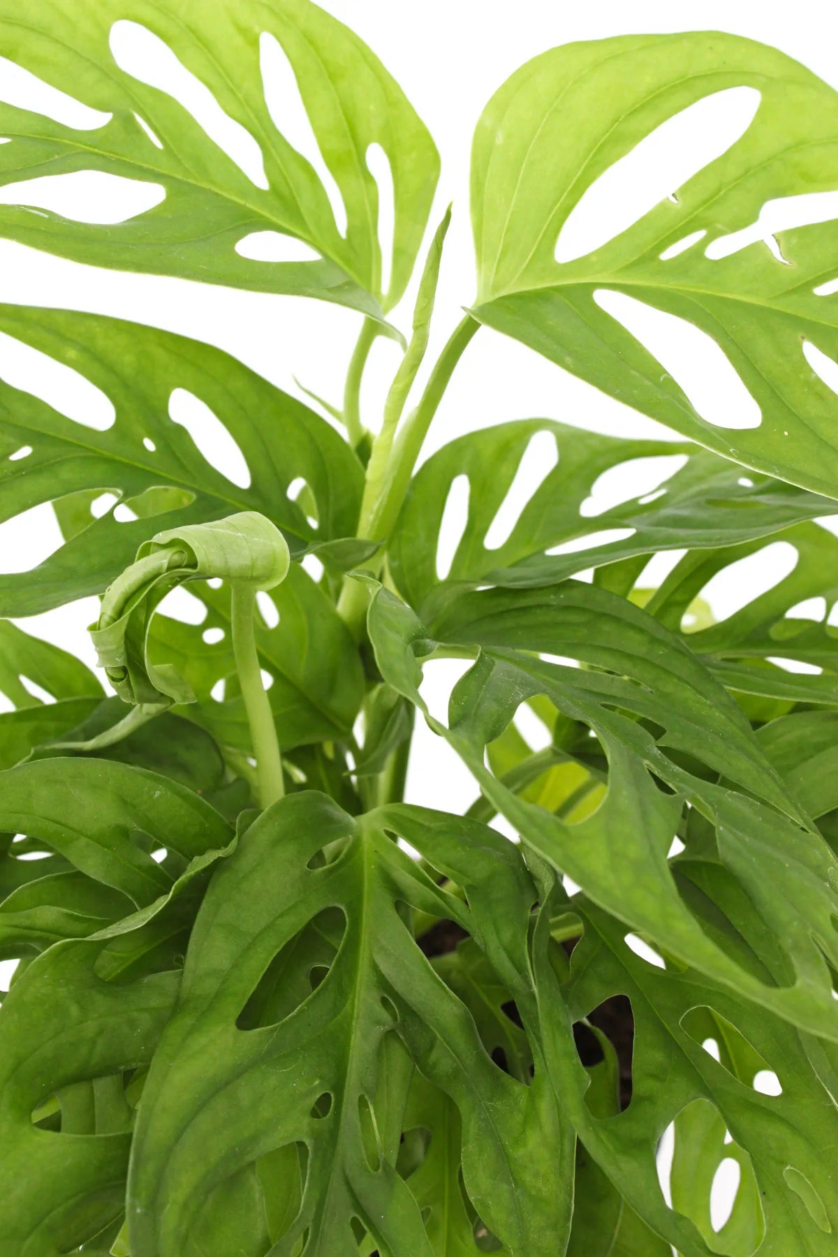 Cache-pot Monstera gris avec feuilles vertes décoratives