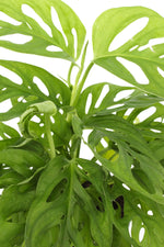 Cache-pot Monstera gris avec feuilles vertes décoratives