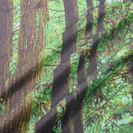 Image montrant un tissu avec un motif de forêt réaliste, mettant en valeur des troncs d'arbres robustes et un feuillage dense. Ce design naturel est idéal pour apporter une touche de fraîcheur et de verdure à votre décoration intérieure. Parfait pour réaliser des rideaux, des nappes ou des housses de coussin, ce motif forestier transforme votre espace en un havre de paix inspiré par la nature.